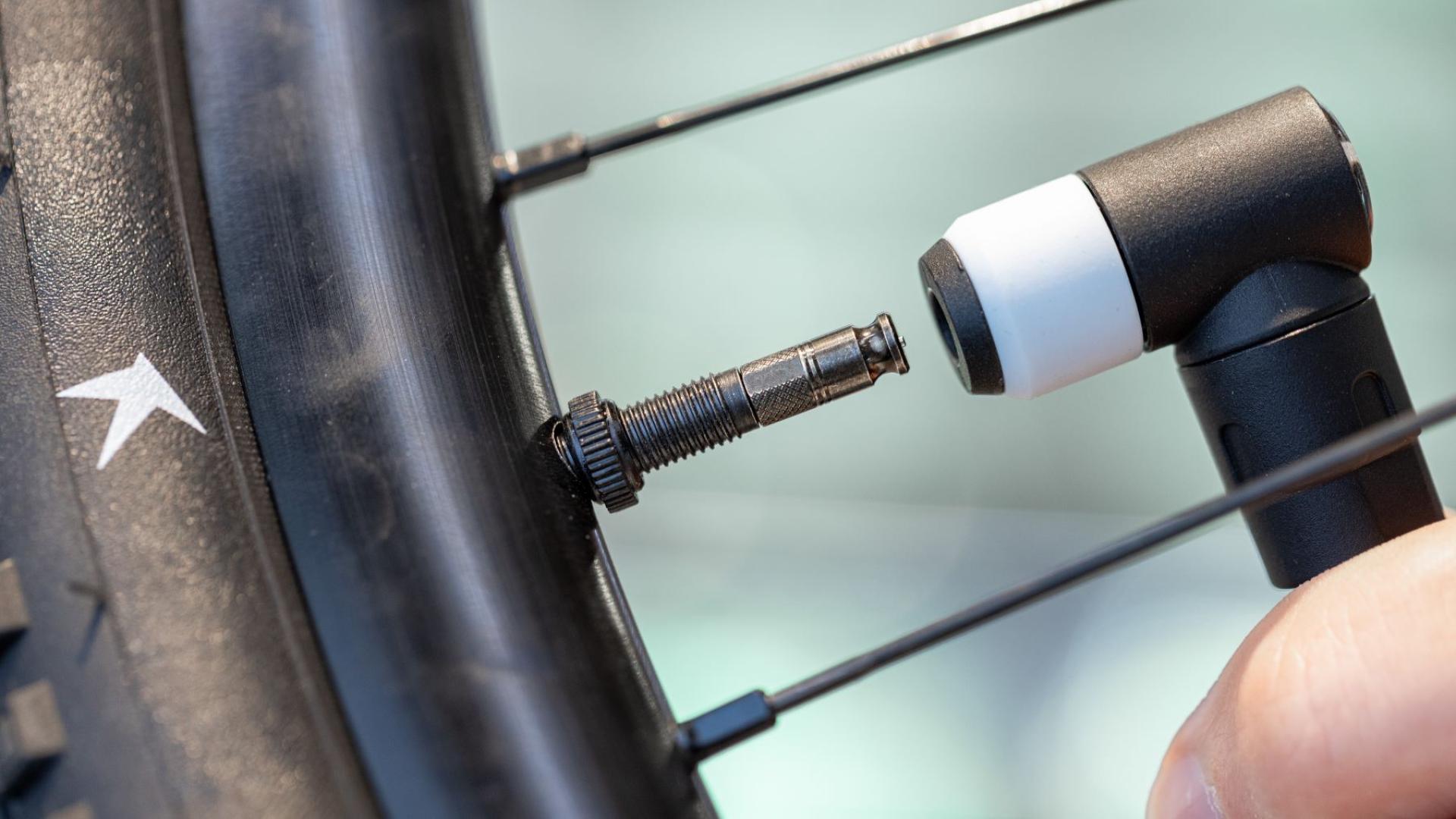 Schwalbe